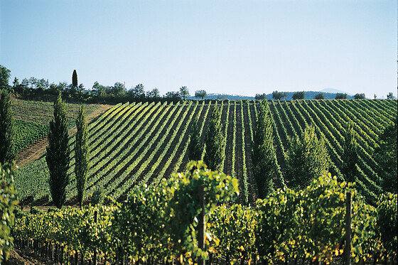 Casa Vinicola Triacca - photo 2