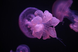 Aquarium de Paris