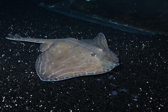 Aquarium de Paris - photo 14