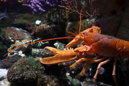 Aquarium de Paris