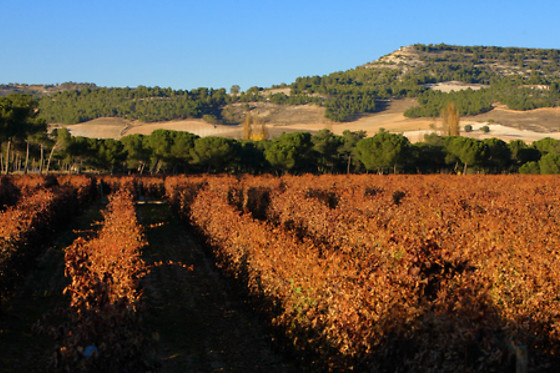 BODEGA FINCA VILLACRECES & BODEGA IZADI - photo 22