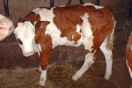 Agriturismo I Pinin - photo 2