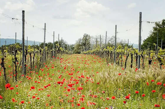 La Disfida Vini Testardi - photo 0