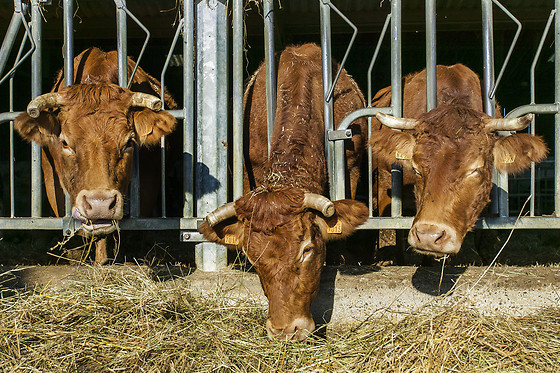 Domaine de la Trille - photo 5