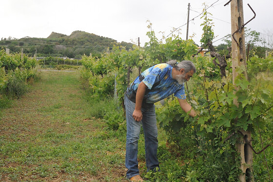 McCalin  vini artigianali - photo 1