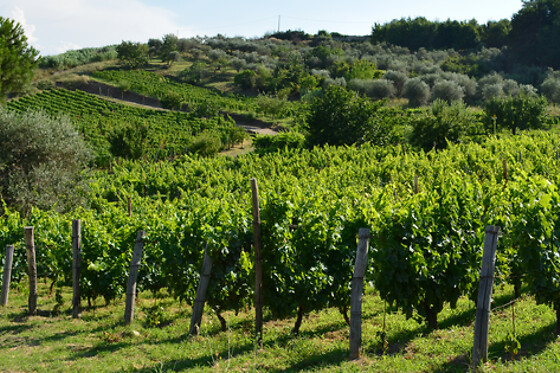 Azienda Agricola Elena Fucci - photo 1