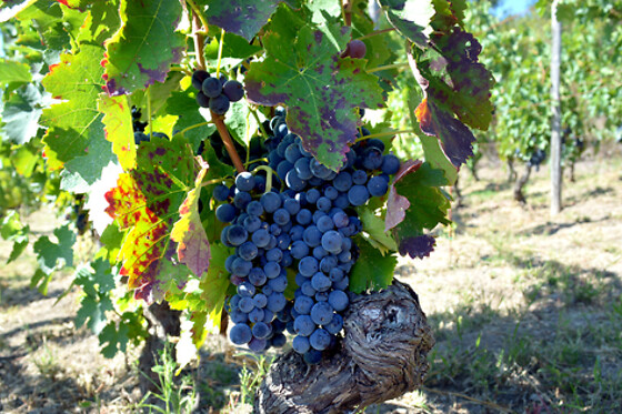Azienda Agricola Elena Fucci - photo 3