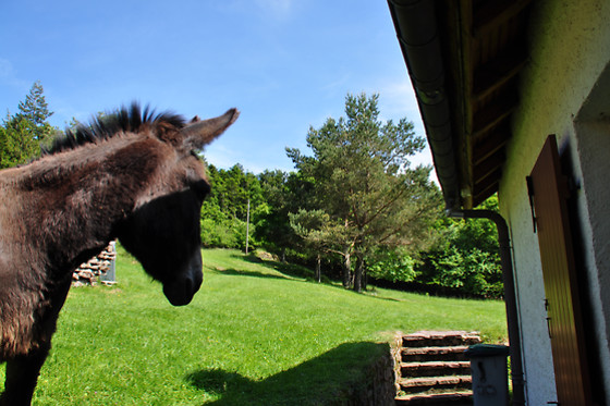 Ferme SAXERMATT - photo 4