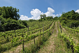 Tenuta De Lisio