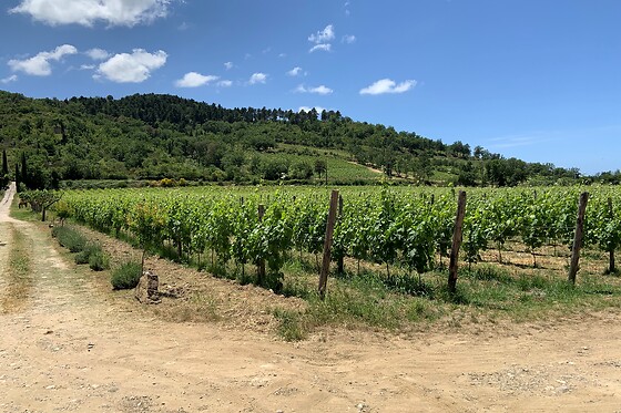 Azienda Agricola Astone - photo 5