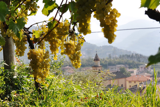 Cembrani D.O.C. SCARL - photo 1