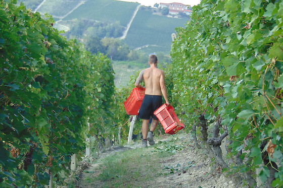 Bajaj - Cantina & Agriturismo - photo 11
