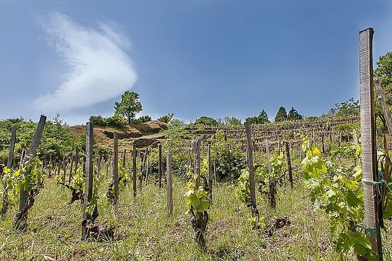 Etnella wines - photo 0