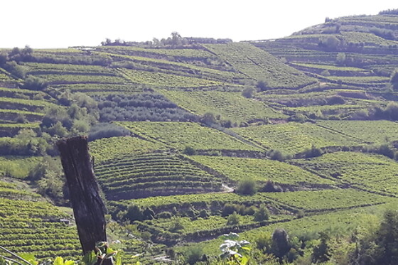 Società Agricola Casarotto - photo 2