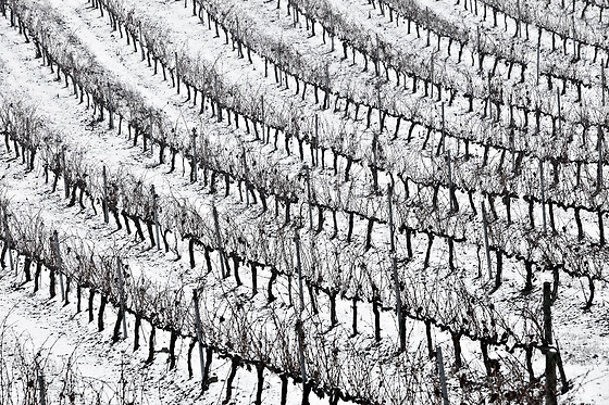 BODEGA FINCA CARDABA - photo 1