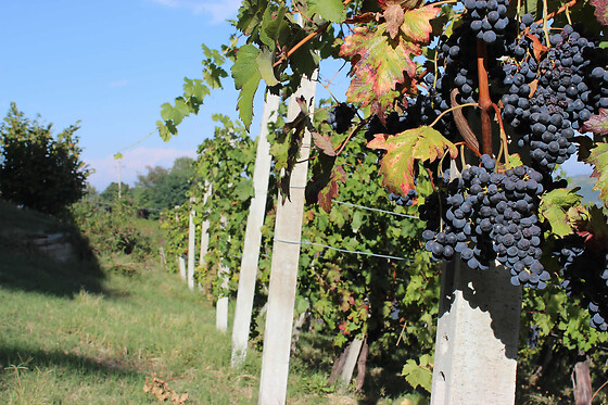 Azienda Vitivinicola Saccomani - photo 1