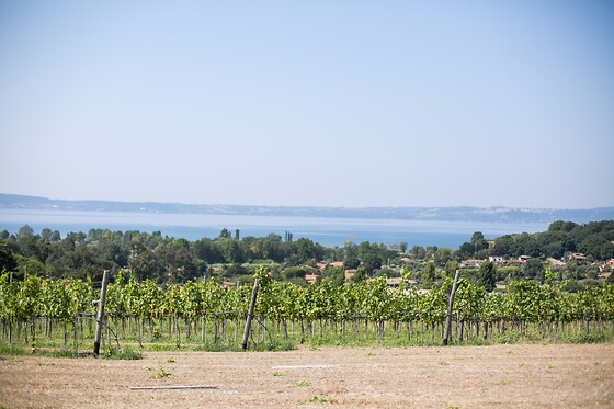 Cantine Capitani - photo 5