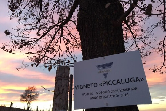AZIENDA AGRICOLA ABELLONIO ROBERTO CASCINA PICCALUGA - photo 2