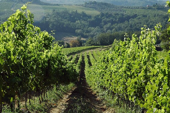 Tenuta Moriano - photo 4