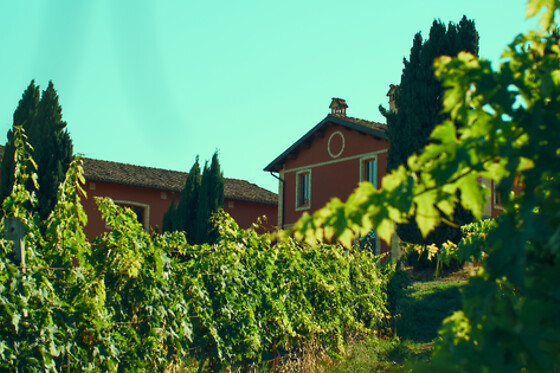 Cantina D'Erasmo - photo 3