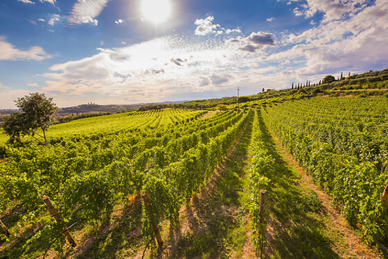 Agricola Montenigo - photo 1