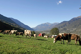 Stella Orobica Agriturismo