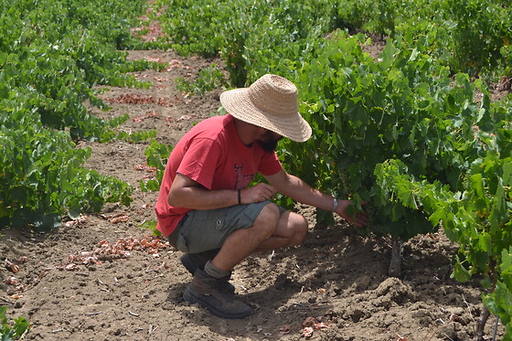 Az. Agricola Millami - photo 1
