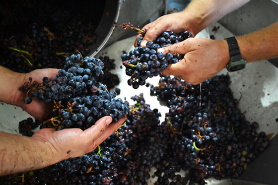 Azienda Agricola Bertolino - photo 1