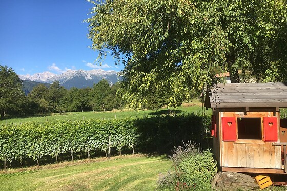 Azienda Agricola Viola - photo 3