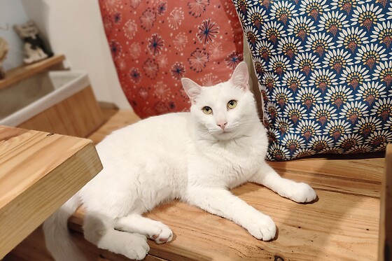 Chat'lon de thé - photo 8