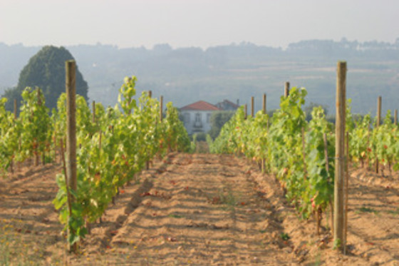 QUINTA DA FATA - photo 3