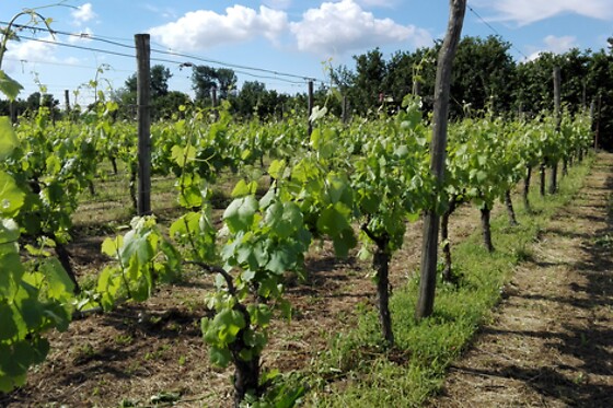 Cantina del Barone - photo 0