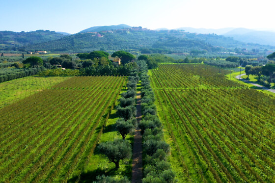 Tenuta Campo al Signore - photo 2